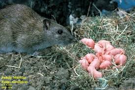 Attēlu rezultāti vaicājumam “Rattus norvegicus”