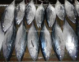 Image result for Euthynnus affinis