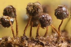 Attēlu rezultāti vaicājumam “Physarum flavicomum macro”