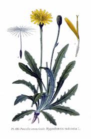 Attēlu rezultāti vaicājumam “Hypochaeris radicata fruit”