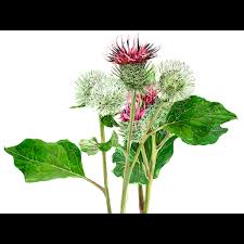 Attēlu rezultāti vaicājumam “Arctium lappa leaf”