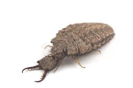 Attēlu rezultāti vaicājumam “Myrmeleontidae larva”