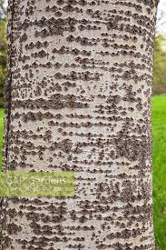 Attēlu rezultāti vaicājumam “Populus alba Nivea”