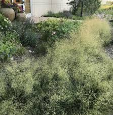 Attēlu rezultāti vaicājumam “Carex cespitosa flower”