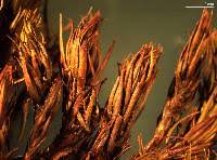 Attēlu rezultāti vaicājumam “Polytrichastrum pallidisetum cells”