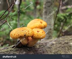 Attēlu rezultāti vaicājumam “Pholiota aurivella”