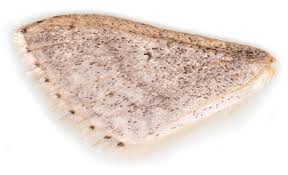 Attēlu rezultāti vaicājumam “Idaea sylvestraria”