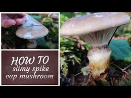 Attēlu rezultāti vaicājumam “Gomphidius glutinosus”