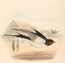 Attēlu rezultāti vaicājumam “Hirundo rustica adult”