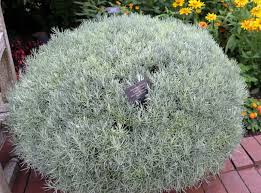 Image result for Helichrysum lindleyii