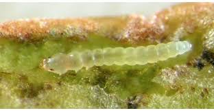 Attēlu rezultāti vaicājumam “Mellicta athalia larva”