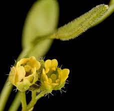 Attēlu rezultāti vaicājumam “Draba nemorosa fruit”