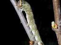 Attēlu rezultāti vaicājumam “Allophyes oxyacanthae”