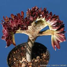 Attēlu rezultāti vaicājumam “Craterium aureum”