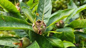 Attēlu rezultāti vaicājumam “Mespilus germanica leaf”