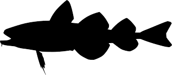 Image result for Boreogadus saida