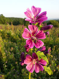 Image result for Malva sylvestris var. mauritiana