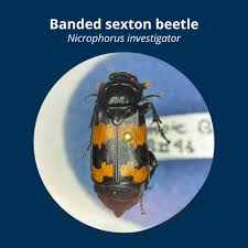 Attēlu rezultāti vaicājumam “Nicrophorus investigator”