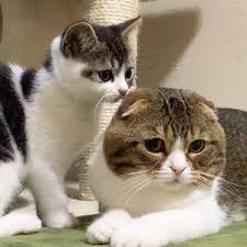 猫次郎o에 대한 이미지 검색결과