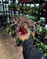 Attēlu rezultāti vaicājumam “Diachea muscorum stalked”