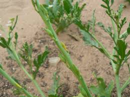 Attēlu rezultāti vaicājumam “Cakile maritima subsp. baltica leaf”