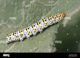 Attēlu rezultāti vaicājumam “Cucullia verbasci larva”