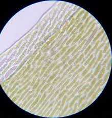 Attēlu rezultāti vaicājumam “Dicranum majus”