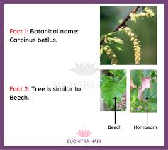 Attēlu rezultāti vaicājumam “Carpinus betulus female flower”