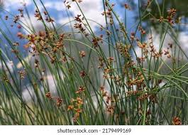 Attēlu rezultāti vaicājumam “Schoenoplectus lacustris subsp. glaucus bud”
