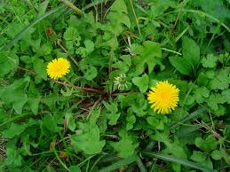 Attēlu rezultāti vaicājumam “Taraxacum officinale aggr.”
