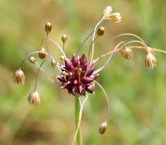 Attēlu rezultāti vaicājumam “Allium oleraceum flower”