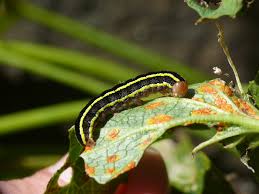 Attēlu rezultāti vaicājumam “Ceramica pisi”