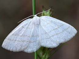 Attēlu rezultāti vaicājumam “Cabera pusaria male”