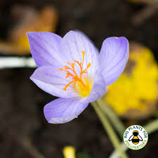 Attēlu rezultāti vaicājumam “Crocus speciosus flower”