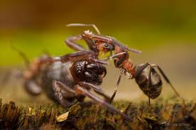 Attēlu rezultāti vaicājumam “Formica rufa”
