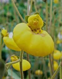 Image result for Calceolaria
