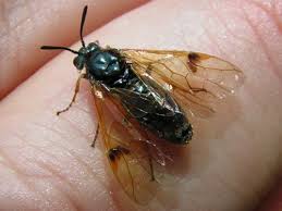 Attēlu rezultāti vaicājumam “Arge ustulata”