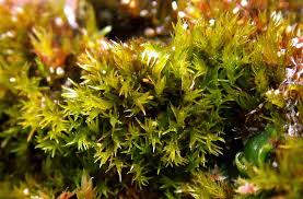 Attēlu rezultāti vaicājumam “Bryoerythrophyllum recurvirostrum”