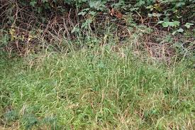 Attēlu rezultāti vaicājumam “Brachypodium sylvaticum”