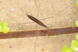 Attēlu rezultāti vaicājumam “Limnoporus rufoscutellatus”