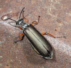 Attēlu rezultāti vaicājumam “Linaeidea aenea”