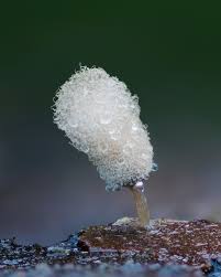 Attēlu rezultāti vaicājumam “Physarum penetrale stalked”