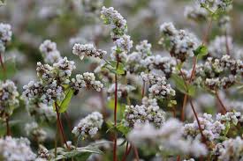 Attēlu rezultāti vaicājumam “Fagopyrum esculentum flower”