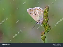 Attēlu rezultāti vaicājumam “Eumedonia eumedon male”