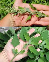 Attēlu rezultāti vaicājumam “Chenopodium album leaf”