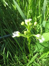 Attēlu rezultāti vaicājumam “Hammarbya paludosa fruit”