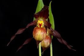 Attēlu rezultāti vaicājumam “Cypripedium calceolus”