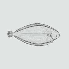 Image result for Solea solea