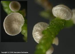 Attēlu rezultāti vaicājumam “Arrhenia retiruga”