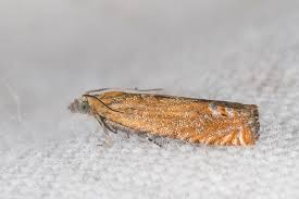 Attēlu rezultāti vaicājumam “Lathronympha strigana”